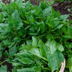 Tétragone Cornue - Légumes d'Autrefois